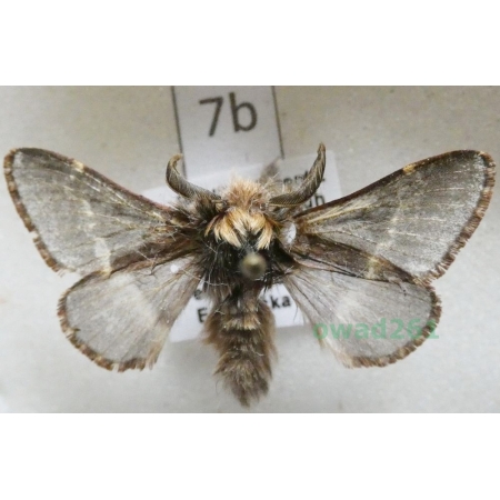 Poecilocampa populi (Linnaeus, 1758) male Czech7b